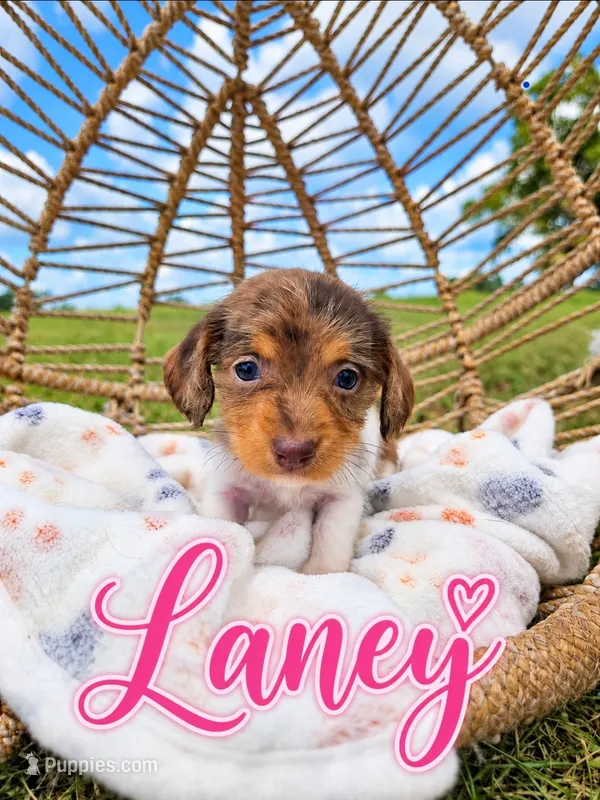 Laney – Miniature Dachshund puppy for sale in Clanton, AL
