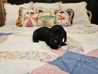 Mimosa , a male Miniature Dachshund for sale in Clanton, AL – 4 of 4