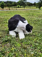Akc Marvin , a male Miniature Schnauzer for sale in Clanton, AL – 2 of 3