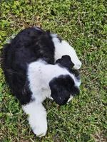 Akc Marvin , a male Miniature Schnauzer for sale in Clanton, AL – 3 of 3
