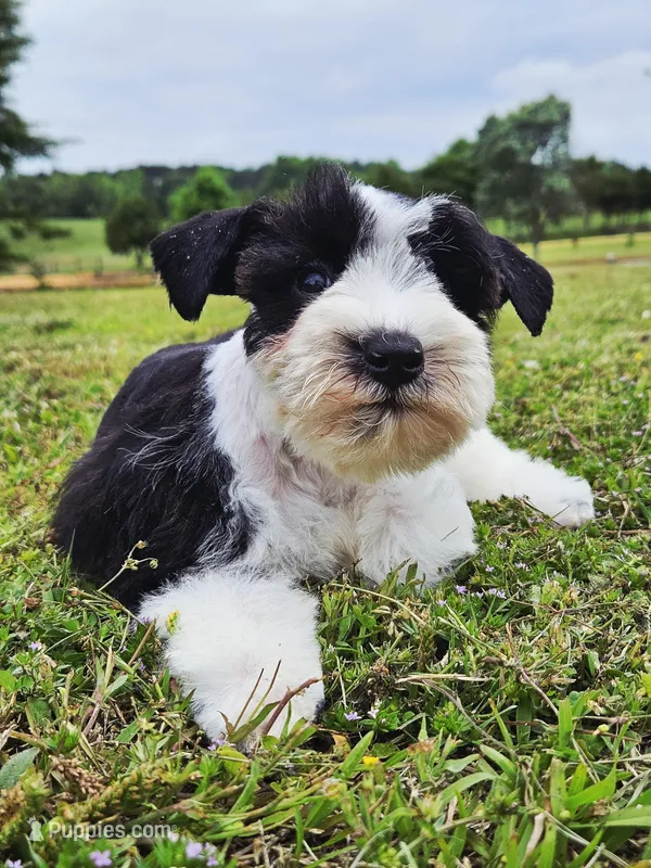 Akc Marvin  – Miniature Schnauzer puppy for sale in Clanton, AL
