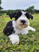 Akc Marvin , a male Miniature Schnauzer for sale in Clanton, AL – 1 of 3