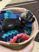 Estrella (Star), a female Miniature Schnauzer for sale in Lawrenceville, GA – 8 of 9