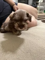 Pink, a female Miniature Schnauzer for sale in Lawrenceville, GA – 4 of 5