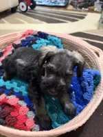 Estrella (Star), a female Miniature Schnauzer for sale in Lawrenceville, GA – 5 of 9