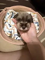 Pink, a female Miniature Schnauzer for sale in Lawrenceville, GA – 5 of 5