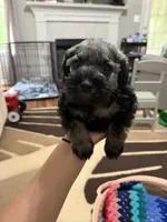 Estrella (Star), a female Miniature Schnauzer for sale in Lawrenceville, GA – 3 of 9