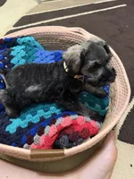 Estrella (Star), a female Miniature Schnauzer for sale in Lawrenceville, GA – 9 of 9