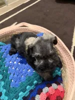 Estrella (Star), a female Miniature Schnauzer for sale in Lawrenceville, GA – 4 of 9