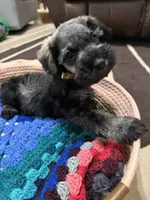 Estrella (Star), a female Miniature Schnauzer for sale in Lawrenceville, GA – 7 of 9