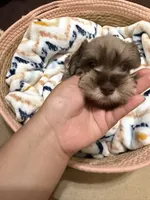 Pink, a female Miniature Schnauzer for sale in Lawrenceville, GA – 3 of 5