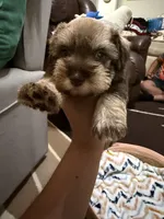 Pink, a female Miniature Schnauzer for sale in Lawrenceville, GA – 2 of 5