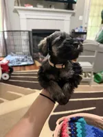 Estrella (Star), a female Miniature Schnauzer for sale in Lawrenceville, GA – 1 of 9