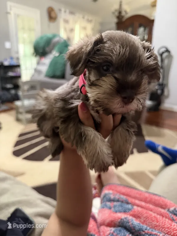 Pink – Miniature Schnauzer puppy for sale in Lawrenceville, GA