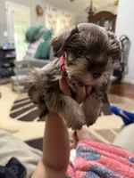 Pink, a female Miniature Schnauzer for sale in Lawrenceville, GA – 1 of 5