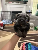Estrella (Star), a female Miniature Schnauzer for sale in Lawrenceville, GA – 2 of 9