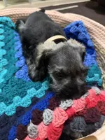 Estrella (Star), a female Miniature Schnauzer for sale in Lawrenceville, GA – 6 of 9