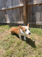 Honey, a female Pembroke Welsh Corgi for sale in Jacksonville, FL – 4 of 5