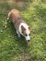 Honey, a female Pembroke Welsh Corgi for sale in Jacksonville, FL – 2 of 5