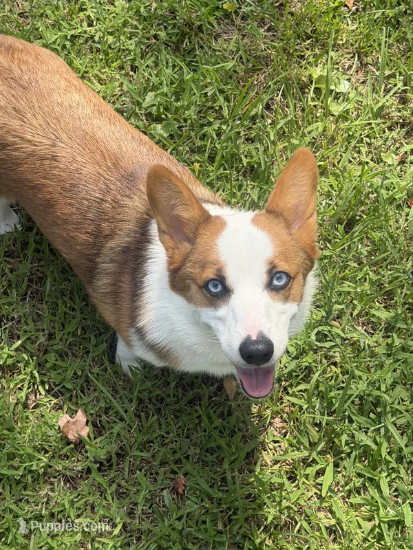 Honey – Pembroke Welsh Corgi puppy for sale in Jacksonville, FL