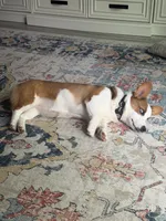 Honey, a female Pembroke Welsh Corgi for sale in Jacksonville, FL – 3 of 5