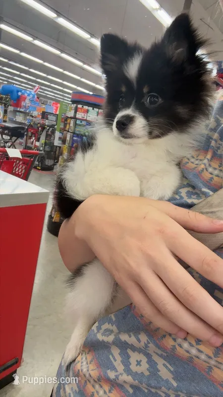 Tillie – Pomeranian puppy for sale in Bowling Green, MO