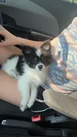 Tillie, a female Pomeranian for sale in Bowling Green, MO – 4 of 4