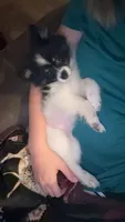 Tillie, a female Pomeranian for sale in Bowling Green, MO – 3 of 4