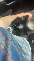Tillie, a female Pomeranian for sale in Bowling Green, MO – 2 of 4