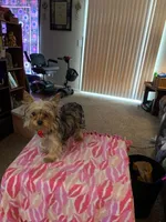 Faith, a female Yorkshire Terrier for sale in Tulsa, OK – 2 of 2