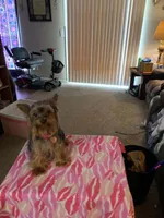 Love, a female Yorkshire Terrier for sale in Tulsa, OK – 2 of 2
