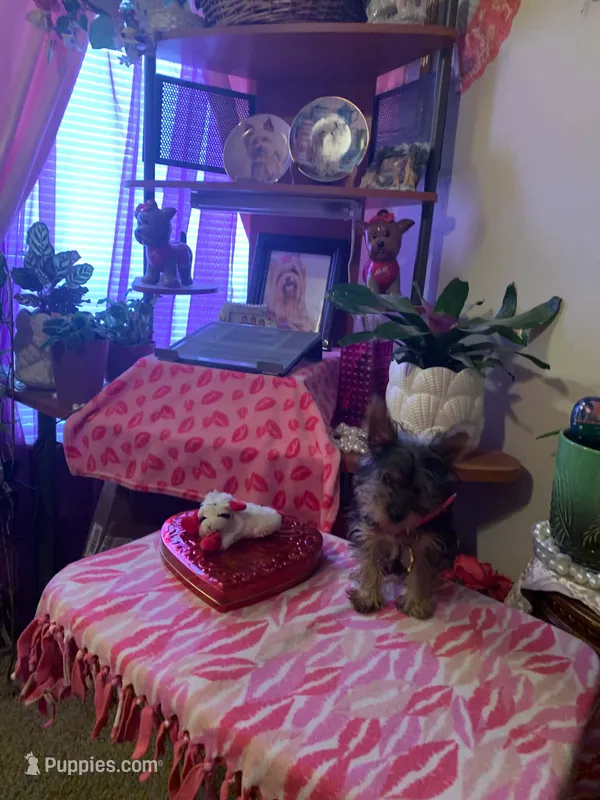 Hope – Yorkshire Terrier puppy for sale in Tulsa, OK