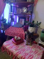 Hope, a female Yorkshire Terrier for sale in Tulsa, OK – 1 of 2