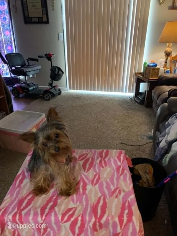 Love – Yorkshire Terrier puppy for sale in Tulsa, OK