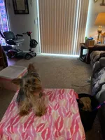 Love, a female Yorkshire Terrier for sale in Tulsa, OK – 1 of 2