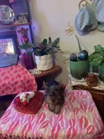 Hope, a female Yorkshire Terrier for sale in Tulsa, OK – 2 of 2
