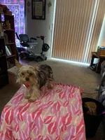 Faith, a female Yorkshire Terrier for sale in Tulsa, OK – 1 of 2