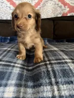 Tiny Tim, a male Miniature Dachshund for sale in Hudson, NC – 4 of 5