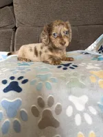 Chuck, a male Miniature Dachshund for sale in Hudson, NC – 4 of 4