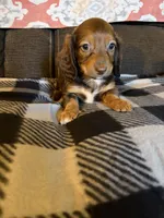 Roxie, a female Miniature Dachshund for sale in Hudson, NC – 4 of 4