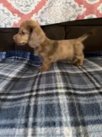 Tiny Tim, a male Miniature Dachshund for sale in Hudson, NC – 2 of 5