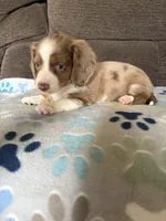 Max, a male Miniature Dachshund for sale in Hudson, NC – 3 of 3