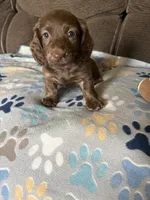 Buster, a male Miniature Dachshund for sale in Hudson, NC – 3 of 3