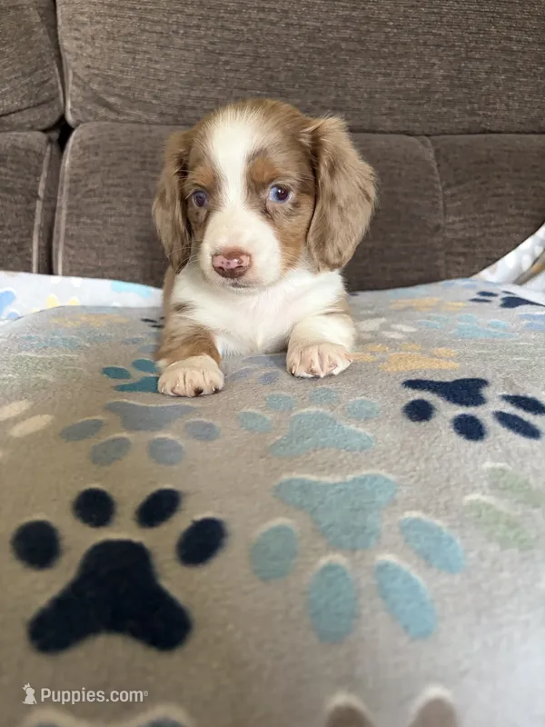 Max – Miniature Dachshund puppy for sale in Hudson, NC