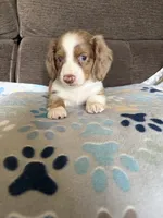 Max, a male Miniature Dachshund for sale in Hudson, NC – 1 of 3