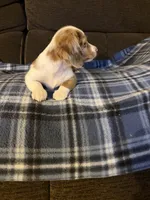 Sheldon, a male Miniature Dachshund for sale in Hudson, NC – 5 of 5