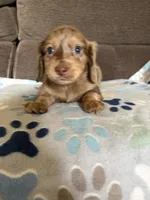 Chuck, a male Miniature Dachshund for sale in Hudson, NC – 3 of 4