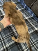 Tiny Tim, a male Miniature Dachshund for sale in Hudson, NC – 3 of 5