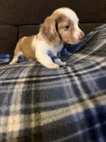 Sheldon, a male Miniature Dachshund for sale in Hudson, NC – 2 of 5