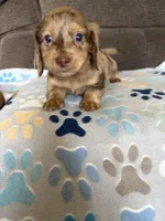 Chuck, a male Miniature Dachshund for sale in Hudson, NC – 2 of 4
